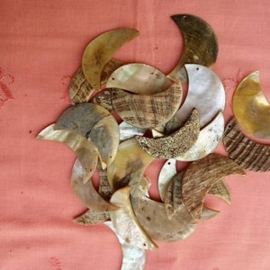 May include: A collection of crescent-shaped shell pieces in various shades of brown, beige, and white. The shells have a natural, organic texture and are arranged in a pile.