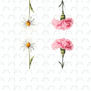 May include: A watercolour illustration featuring daisies and pink carnations. The daisies have white petals and yellow centres, while the carnations are a vibrant pink. The flowers are on green stems.