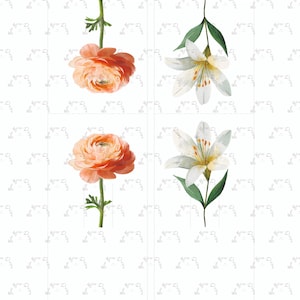 May include: A watercolour illustration featuring four flowers on a white backdrop. Two orange ranunculus blooms and two white lilies with green leaves are shown. The flowers are arranged in a grid, showcasing botanical art.