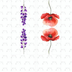 May include: Watercolour illustrations of flowers on a white background. The image features two purple wisteria branches and two red poppy flowers. The flowers are detailed and vibrant, with green stems and leaves.