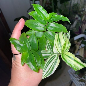 Green and white Tradescantia
