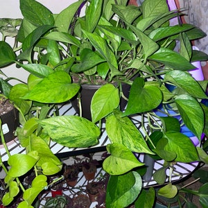 Jessenia Pothos