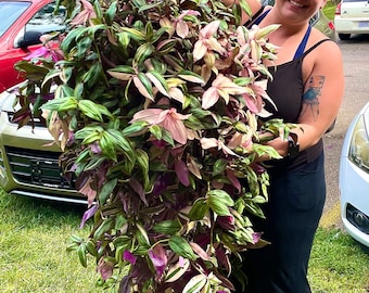 Tradescantia tricolor CLIPPINGS