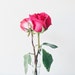 Lunah Rose
