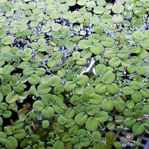 Salvania floating aquarium plant. 50+ pieces.