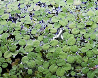 Salvania floating aquarium plant. 50+ pieces.