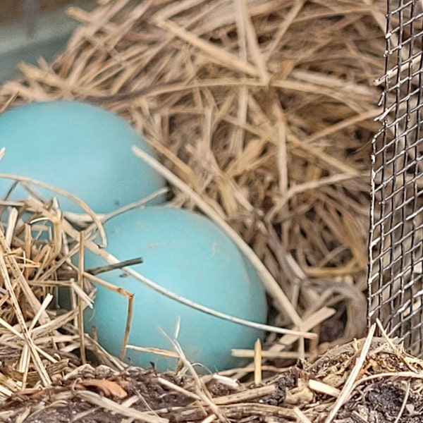 Natural Birds Nest Weaved by a Northern Robin,  Spring 2022 | Craft Supplies | Robin Egg Nest | Gifts from Nature | Bird Nest | Robins Nest