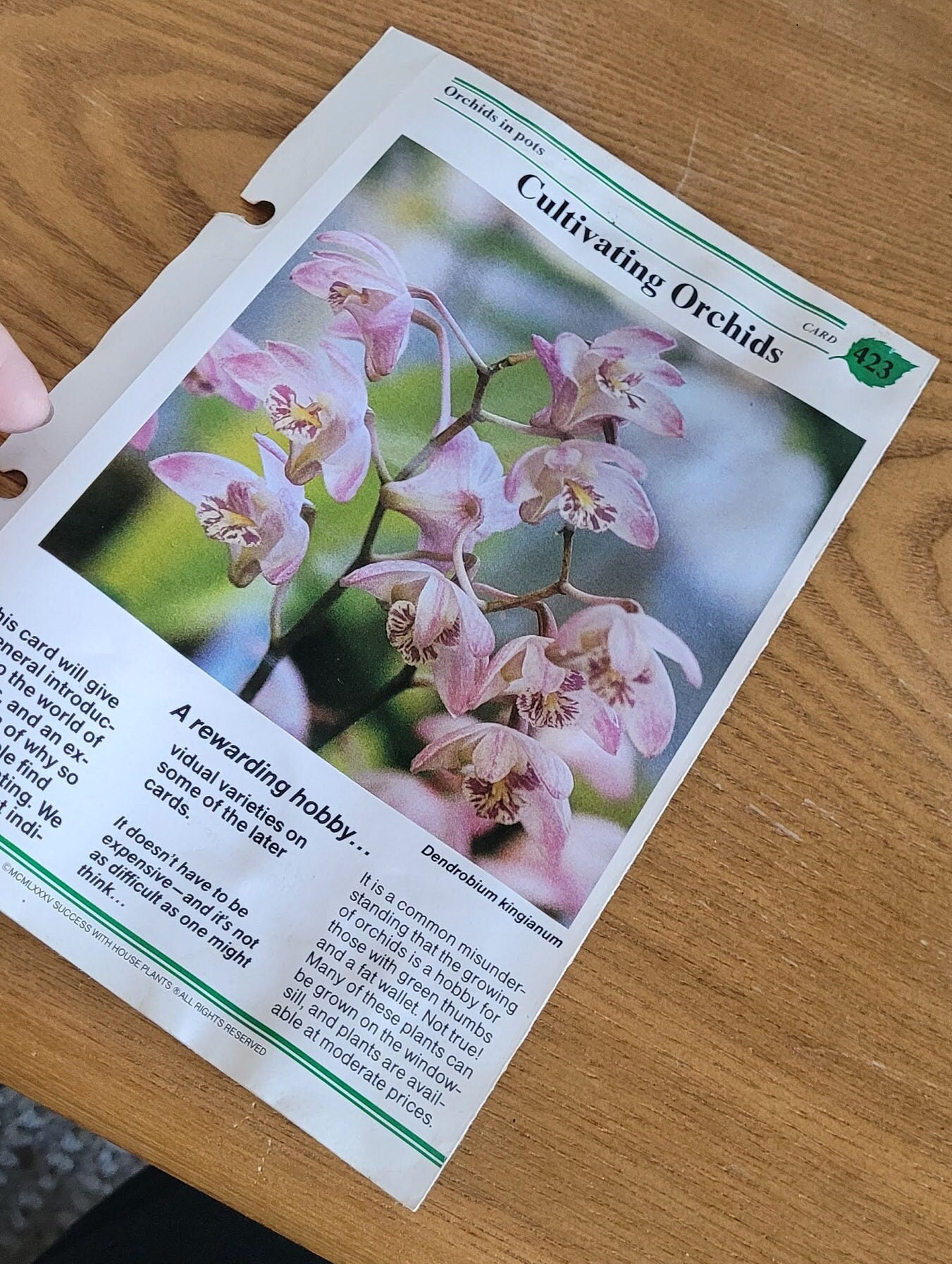 Success With House Plants Etsy