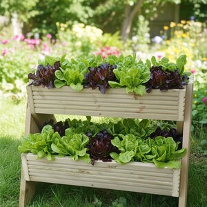 May include: A two-tiered wooden planter filled with vibrant green and deep red lettuce. The planter is set on a grassy lawn, with a blurred garden background. The wooden structure has a natural finish.