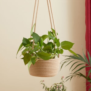 Könnte beinhalten: Ein Hängekorb aus Naturseil mit einer grünen Pflanze darin. Der Korb hängt an einer weißen Decke.