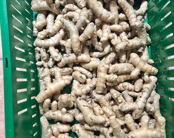 Sprouting Mangga turmeric, mango ginger, Curcuma amada, 1 lb