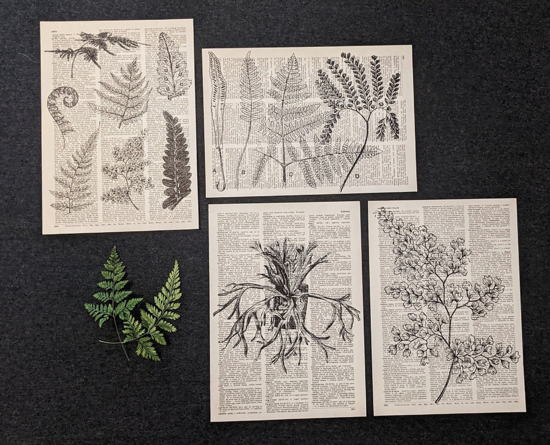Fern Dictionary Print Set Black and White Etsy