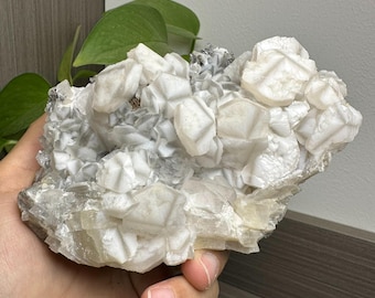 May include: A cluster of white calcite crystals with a translucent, glassy appearance. The crystals are arranged in a random, organic pattern, creating a unique and interesting display.