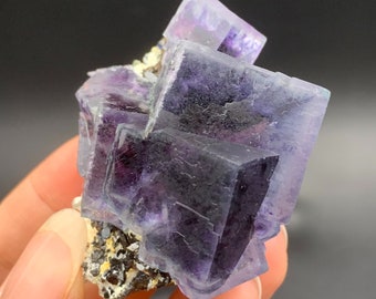 Könnte beinhalten: Ein Cluster aus violetten Fluoritkristallen mit kubischer Form. Die Kristalle sind durchscheinend und haben einen leichten Glanz. Der Fluorit sitzt auf einem Bett aus schwarzer Matrix.