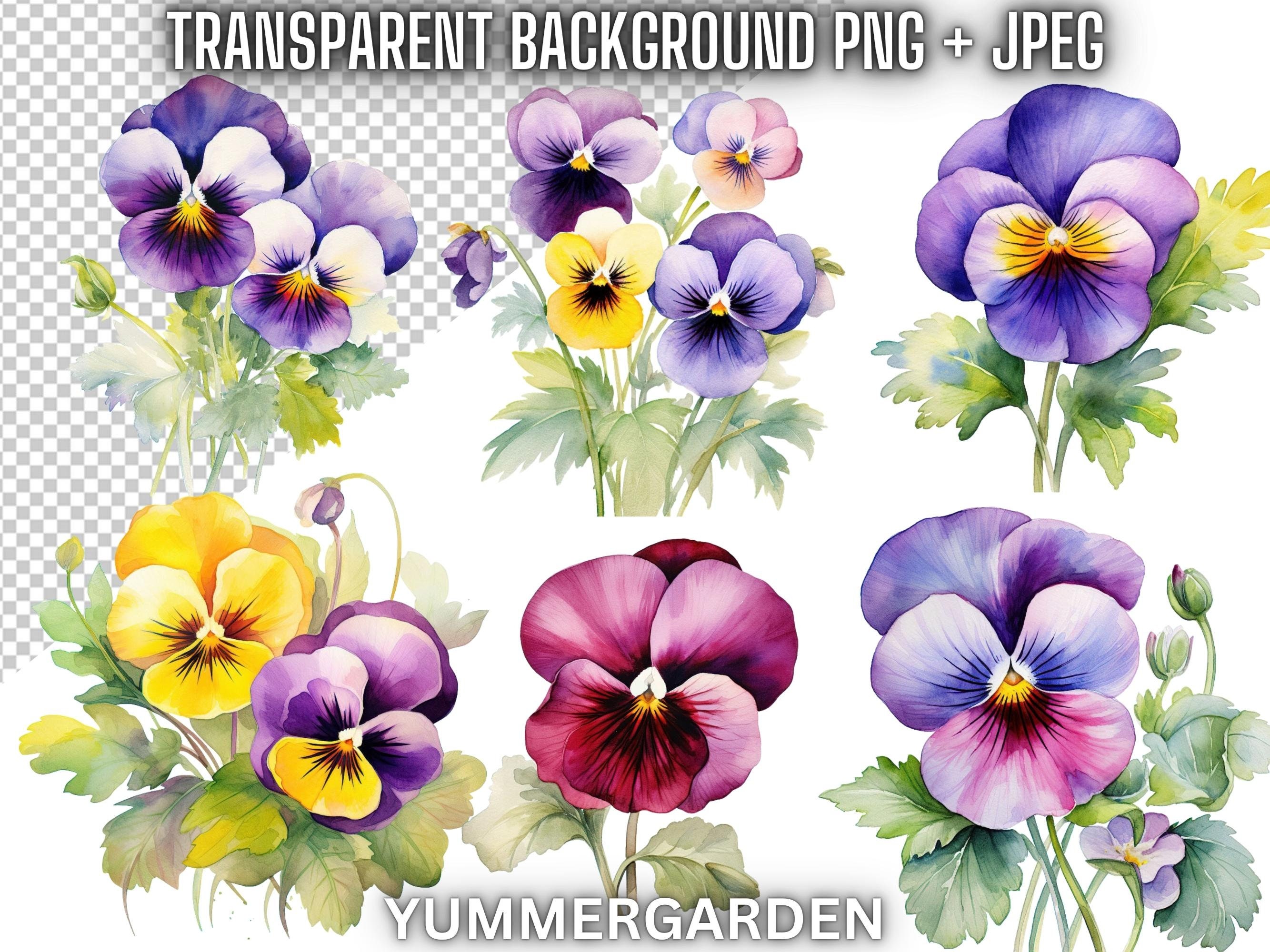 30 Watercolor Pansy Flowers Clip Art Bundlepansies Png Flower Etsy 30-watercolor-pansy-flowers-clip-art-bundlepansies-png-flower-etsy