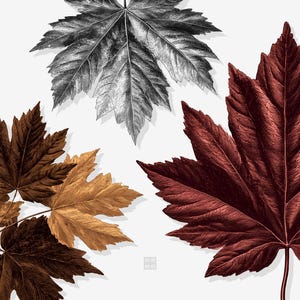 Peut inclure: Composition artistique de feuilles d'érable de différentes couleurs. L'image présente une feuille en niveaux de gris, ainsi que des feuilles dans des tons de marron, d'or et de rouge profond. Les feuilles ont des veines et des textures détaillées.