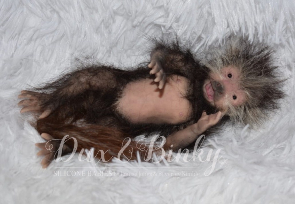 Baby Pigtail Monkey For Sale Pigtail Monkey Australia