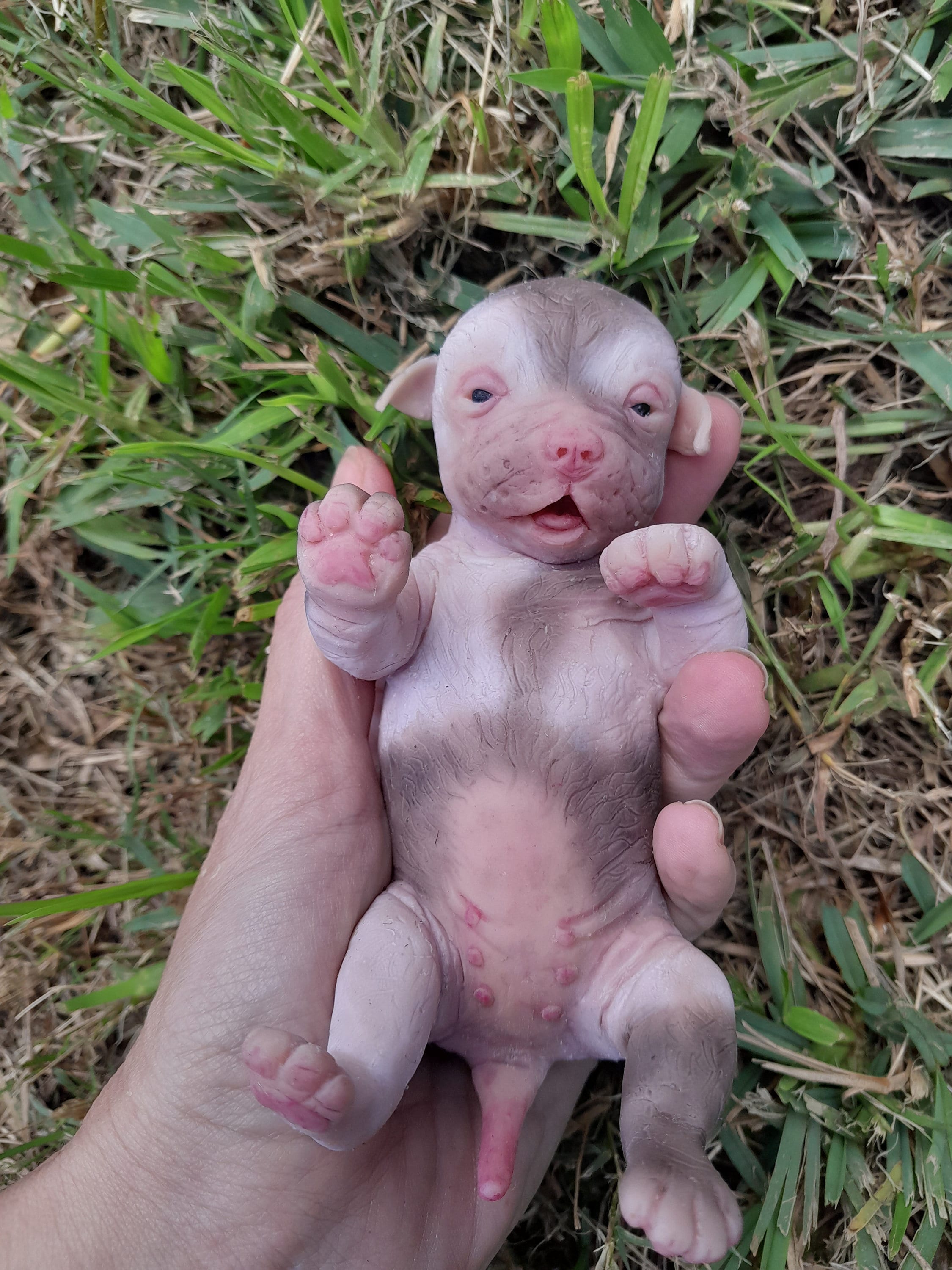 ゴージャスな小さな子犬、フルシリコン製 +-16 cm (+- 6 インチ