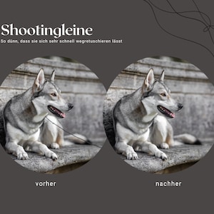 Könnte beinhalten: Vorher-Nachher-Fotos eines grau-weißen Hundes mit einer dünnen Leine. Der Hund liegt auf einer Steinoberfläche. Der Text "vorher" befindet sich unter dem ersten Foto und "nachher" unter dem zweiten Foto.