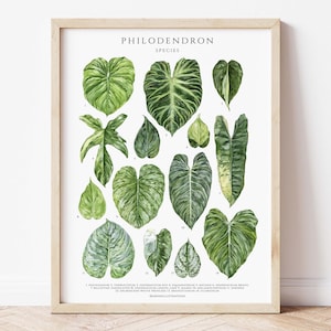 Póster giclée del género Philodendron, plantas de interior, decoración de pared para amantes de las plantas de interior, impresión de arte botánico, acuarela botánica, tabla de identificación de plantas