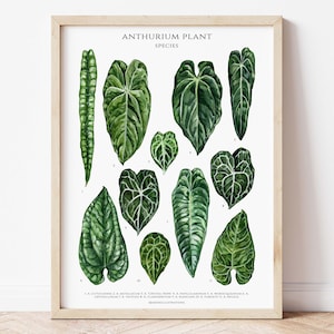 Affiche d'art giclée d'espèces d'Anthurium, décoration murale pour amateur de plantes d'intérieur, impression d'art botanique, aquarelle botanique, carte d'identité de plante