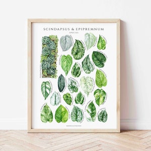 Epipemnum und Scindapsus Genus Giclee Poster, Zimmerpflanzen, Zimmerpflanzen Liebhaber Wanddekoration, Botanische Kunstdruck, Aroid ID Karte
