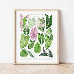Affiche d'art giclée Syngonium, plantes d'intérieur, décoration murale pour amateur de plantes d'intérieur, impression d'art botanique, aquarelle botanique, carte d'identité de plante