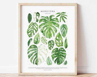 Affiche du genre Monstera, impression d'art design original, plantes d'intérieur, décoration murale amateur de plantes d'intérieur, tableau d'identification aquarelle plante botanique