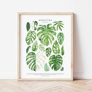 Affiche du genre Monstera, impression d'art design original, plantes d'intérieur, décoration murale amateur de plantes d'intérieur, tableau d'identification aquarelle plante botanique