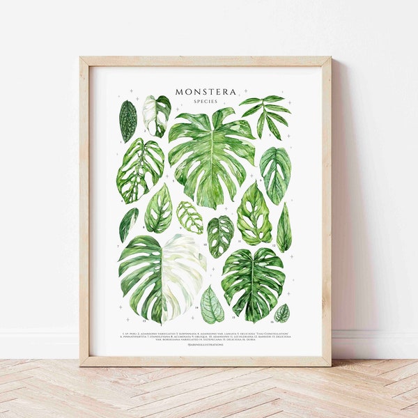 Monstera Genus Poster, Original Design Fine Art Print, House Plants, Houseplant Lover Wall Decor, Watercolor Botanical Plant ID Chart