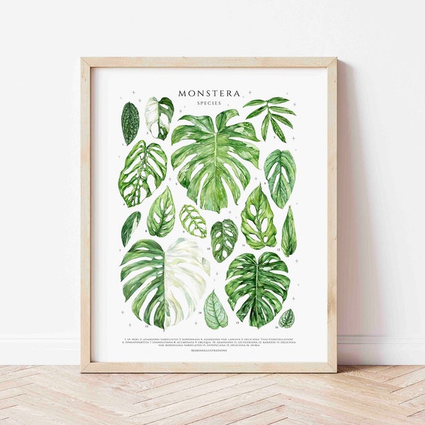 Cartel del género Monstera, impresión de bellas artes de diseño original, plantas de interior, decoración de pared para amantes de las plantas de interior, gráfico de identificación de plantas botánicas de acuarela