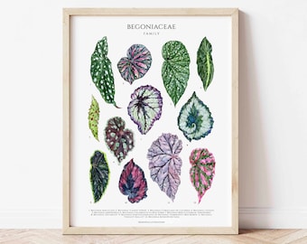 Begoniaceae Genus Poster House Plants, Houseplant Lover Wall Decor, Botanical Art Print, Watercolor Botanical, Plant ID Chart, Begonia Art