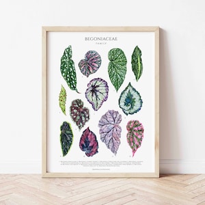 Affiche jet d'encre du genre Begoniaceae, plantes d'intérieur de bégonia, décoration murale pour amateur de plantes d'intérieur, impression d'art botanique, tableau d'identification de plante botanique aquarelle