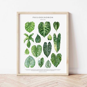 Affiche du genre Philodendron plantes d'intérieur, décoration murale amateur de plantes d'intérieur, impression d'art botanique, aquarelle botanique, carte d'identité de plante