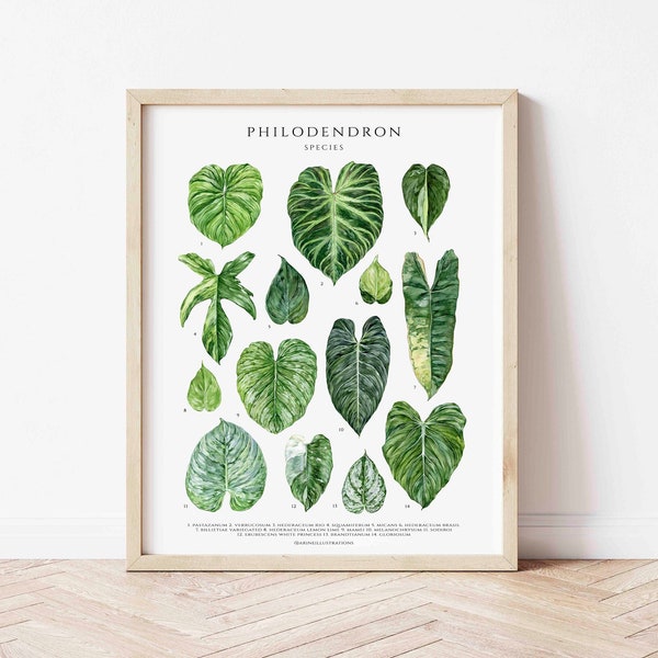 Philodendron Género Cartel Plantas de la casa, Decoración de la pared del amante de las plantas de la casa, Impresión de arte botánico, Botánico de acuarela, Gráfico de identificación de plantas