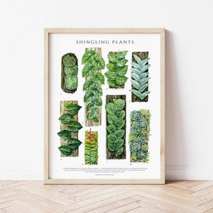 Shingling Plants Poster, Staked House Plants, Houseplant Lover Wall Decor, Botanical Art Print, Watercolor Botanical, Plant ID Chart