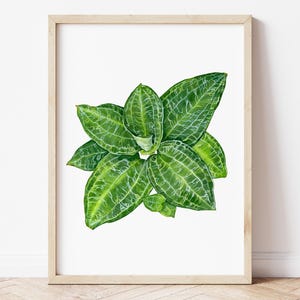 Jewel Orchid Giclee Print: Ludisia Macodes Petola Watercolor Art