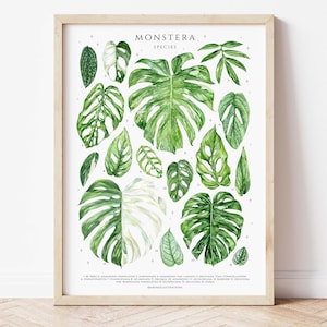 Póster giclée del género Monstera, impresión artística de diseño original, plantas de interior, decoración de pared para amantes de las plantas de interior, tabla de identificación de plantas botánicas en acuarela