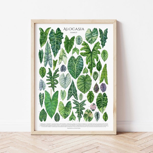 Alocasia Family Fine Art Poster, Original Watercolor Design Print, Aroid Plants, House Plant Lover Wall Decor, Botanical Art, Plant ID Chart