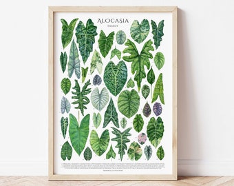 Alocasia Family Fine Art Poster, Original Watercolor Design Print, Aroid Plants, House Plant Lover Wall Decor, Botanical Art, Plant ID Chart