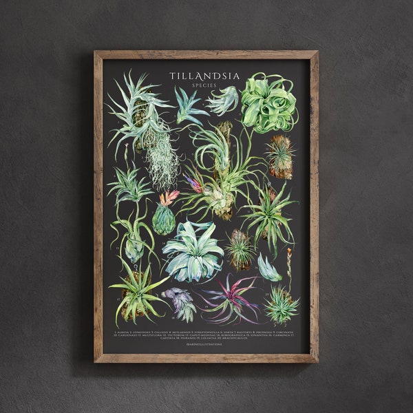 Affiche espèce Tillandsia, art plante d'intérieur, décoration murale amateur de plante d'intérieur, impression d'art botanique plante aérienne, aquarelle botanique, carte d'identité de la plante