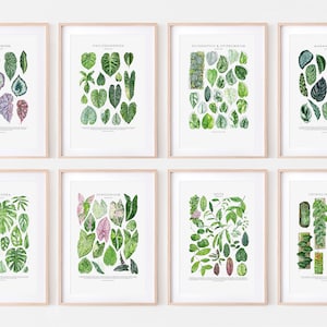 Set of 8 Botanical Posters: philodendron, epipremnum & scindapsus, marantaceae, monstera, syngonium, hoya, begonia, shingling plants