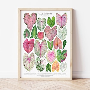 Póster giclée de variedades de caladio, acuarela original, plantas aroides, decoración de pared, impresión botánica, tabla de identificación de plantas, amante de las plantas