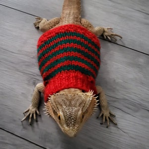 Bearded dragon jumpers and capes