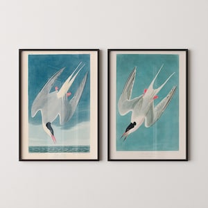 J. J. Audubon STATEMENT DUO Stampe di uccelli - Sterna maggiore / / disponibile incorniciato