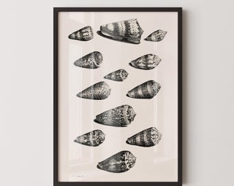 Maria Sybilla Merian Shells Print: Black and White Marine Life Art