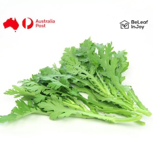 쑥갓 씨앗 Crown Daisy Seeds [300+]