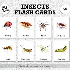 20 Insects Montessori Flashcards, Insects Flash Cards, PDF Printable ...