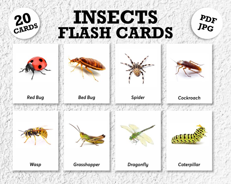 20 Insects Montessori Flashcards, Insects Flash Cards, PDF Printable ...