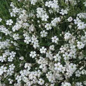 Gypsophila paniculata weiß 1g